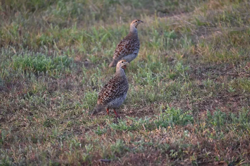 Two Grey Francolins standing in short grass in early morning light