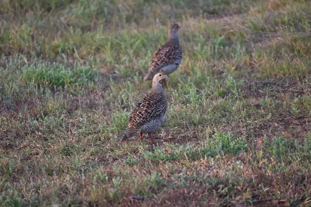 A pair of Grey Francolins walking through short grass at Bhigwan