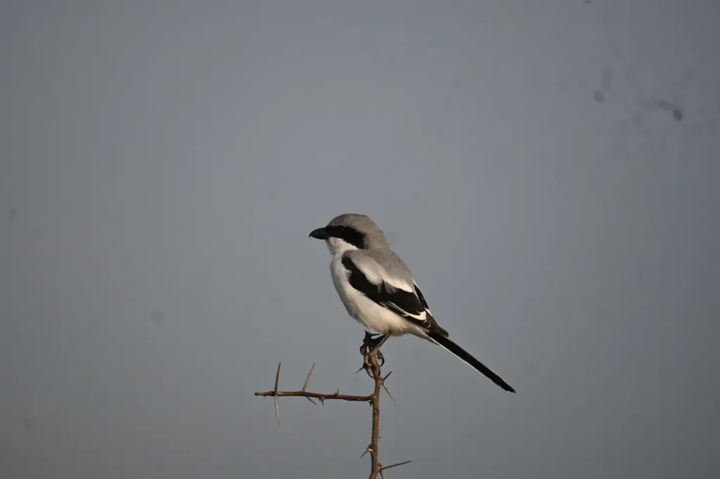 A grey shrike perched on a thorny twig against a grey sky