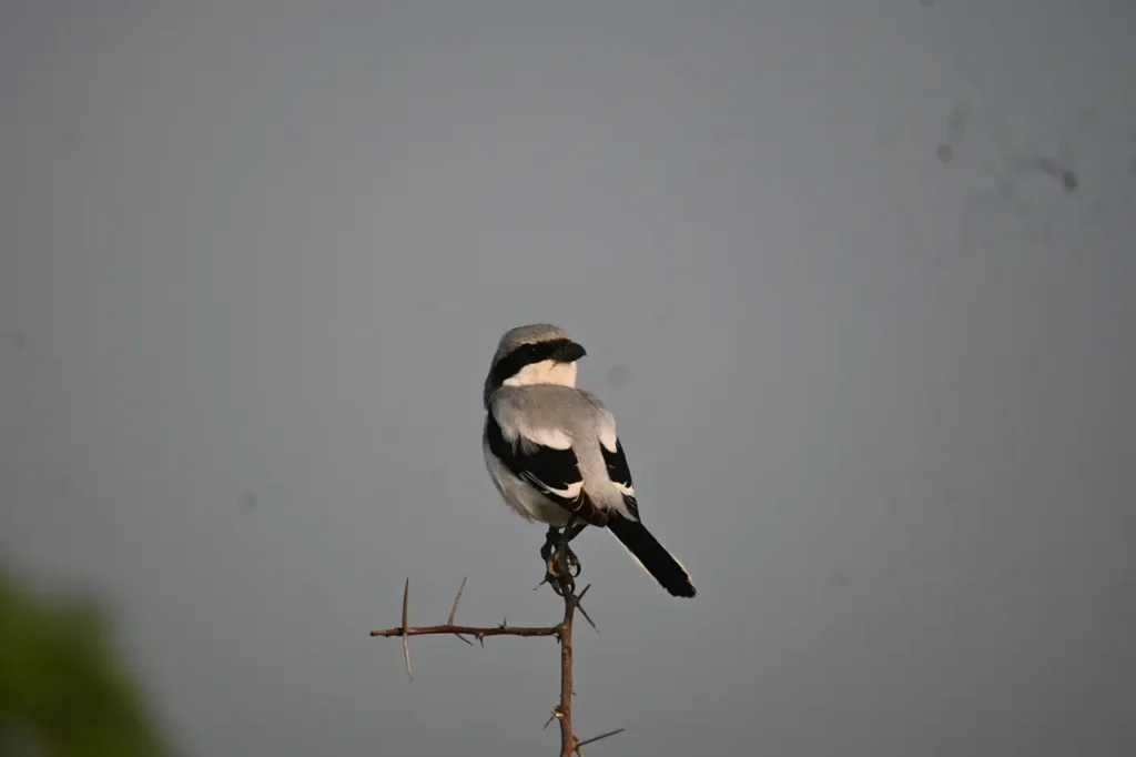 A grey shrike facing the camera from a thorny twig