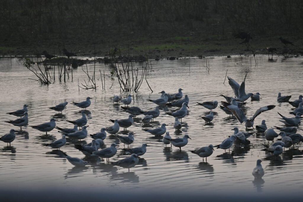 Gulls crowded together on a shallow mudflat