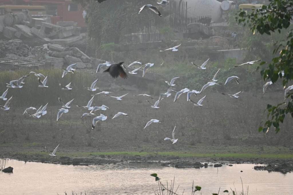 A flock of gulls taking off together
