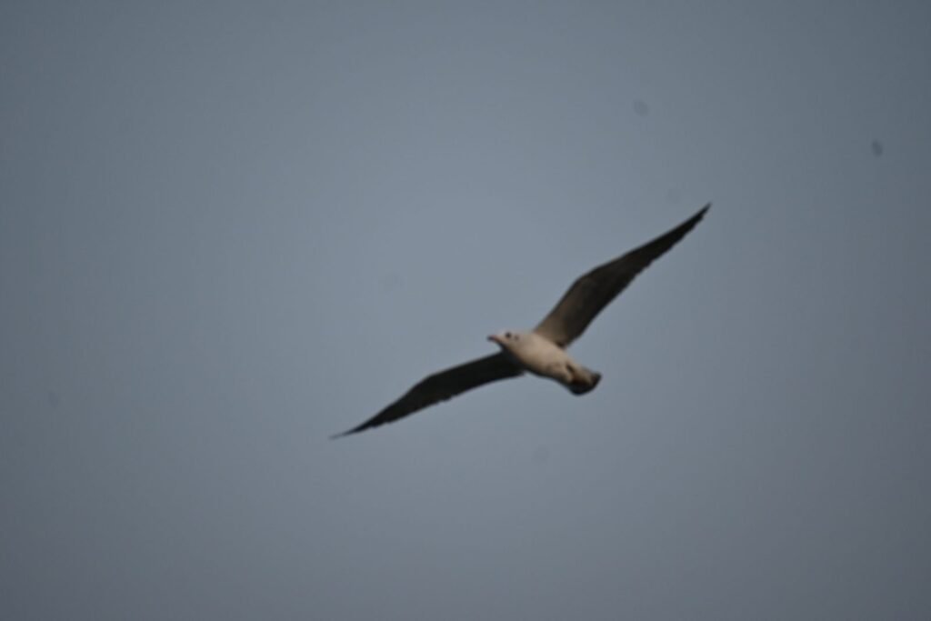 A gull gliding over Mumbai harbour