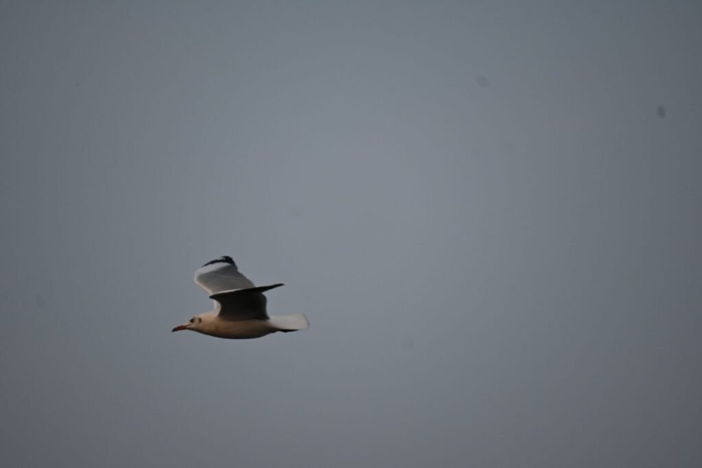 A gull turning in flight above the water
