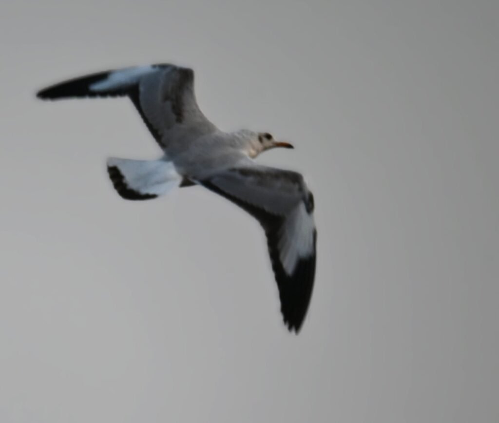 A gull flying beside the Mumbai to Alibaug ferry