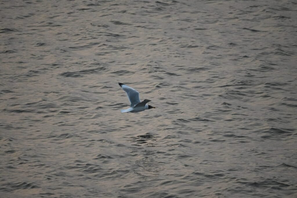 A gull low over the sea, seen from the ferry