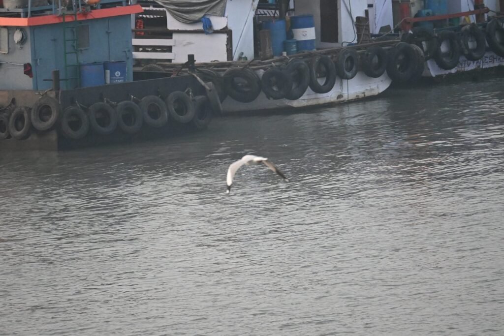 A gull skimming the water beside the moored boats