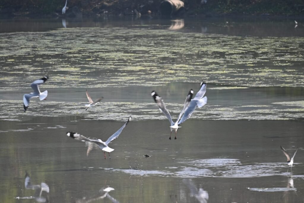 Gulls lifting off over the water