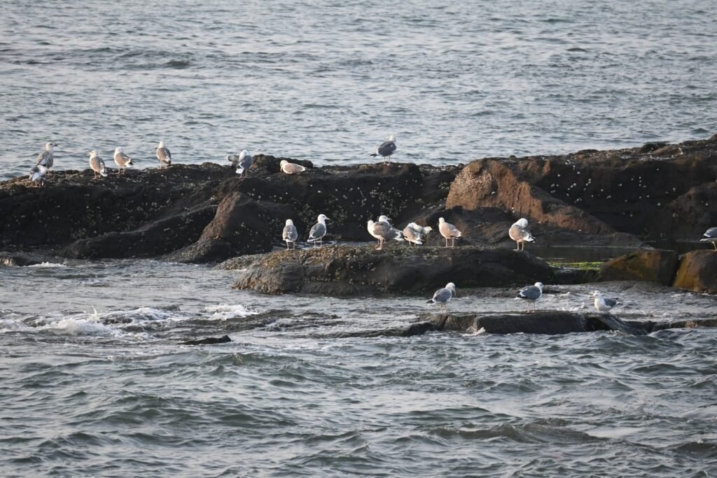 Gulls resting on the rocks offshore at Dapoli