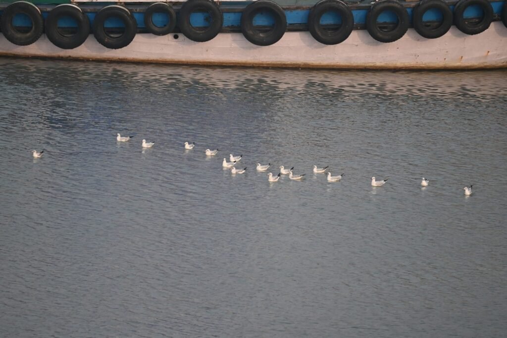 A line of gulls floating on the harbour water