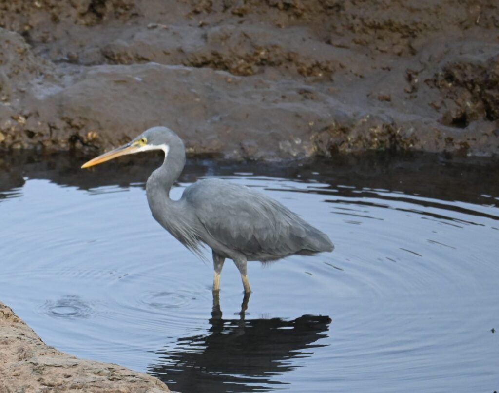 A heron standing still in a tide pool, waiting for fish