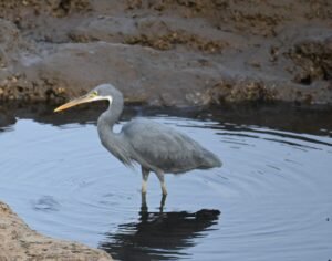 A heron standing still in a tide pool, waiting for fish