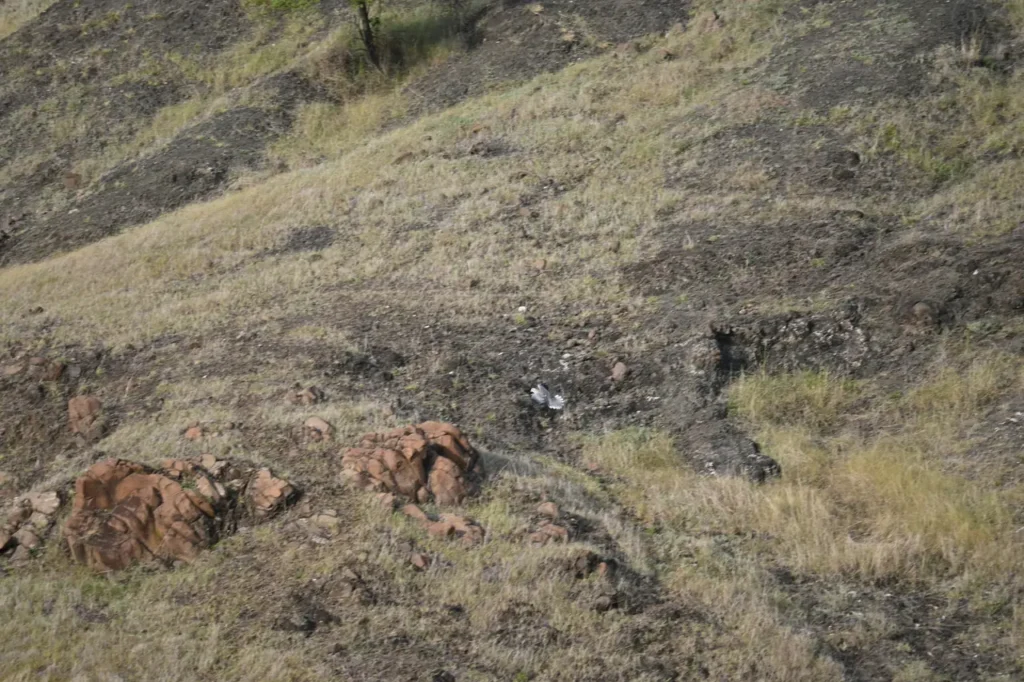 Grassy hillside with red rocks around the striped hyena den