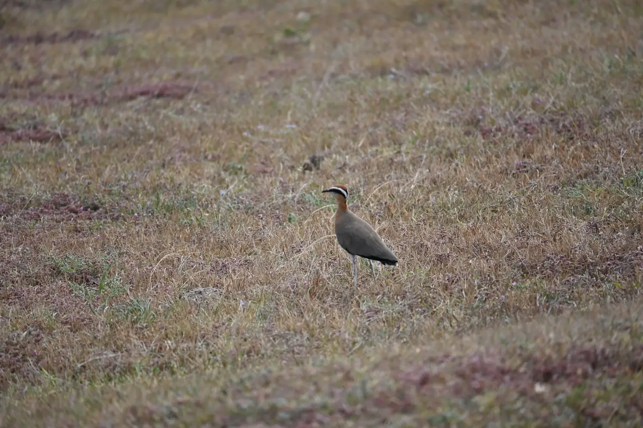 An Indian Courser standing out in an open grassland