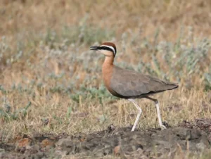 Indian Courser walking on dry ground, showing its chestnut crown and black-and-white eye stripes