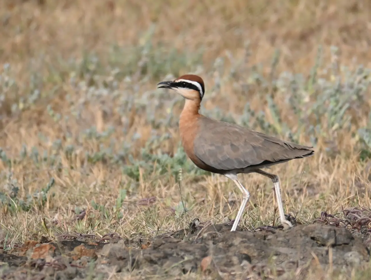 Indian Courser walking on dry ground, showing its chestnut crown and black-and-white eye stripes