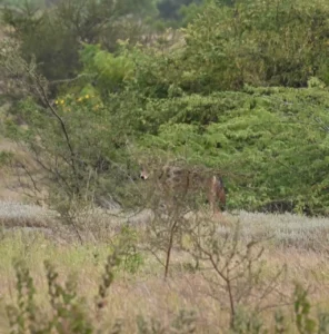 An Indian wolf half hidden behind bushes at dusk at Kadbanwadi, looking at the camera
