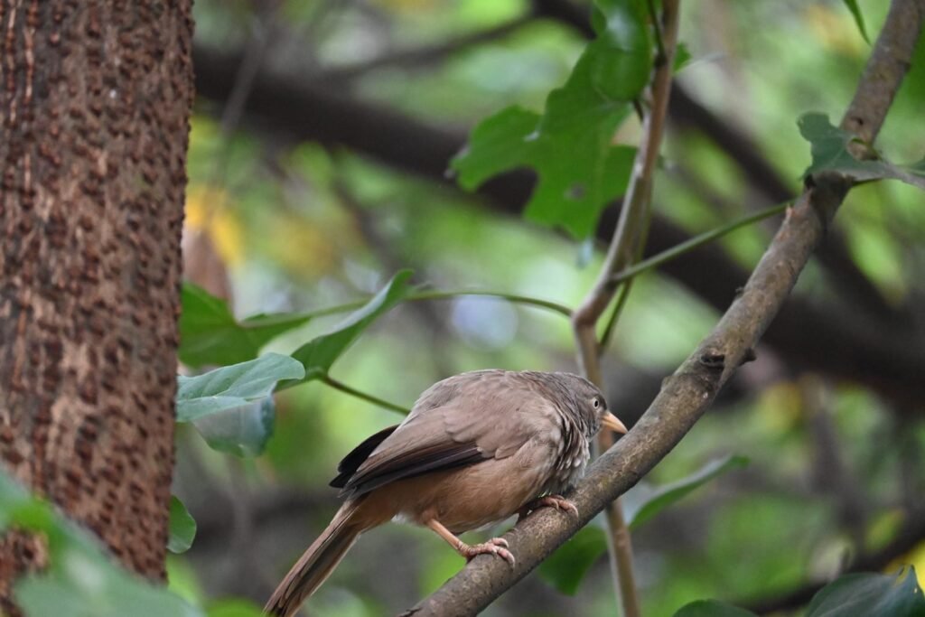 Jungle Babbler near Kihim Beach, Alibaug
