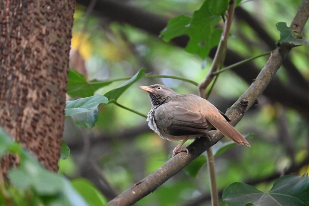 Jungle Babbler on a branch near Kihim, Alibaug