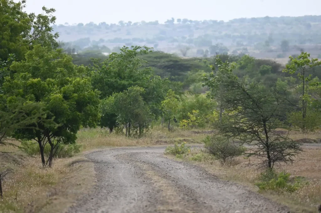 A gravel track curving through acacia scrub towards low hills