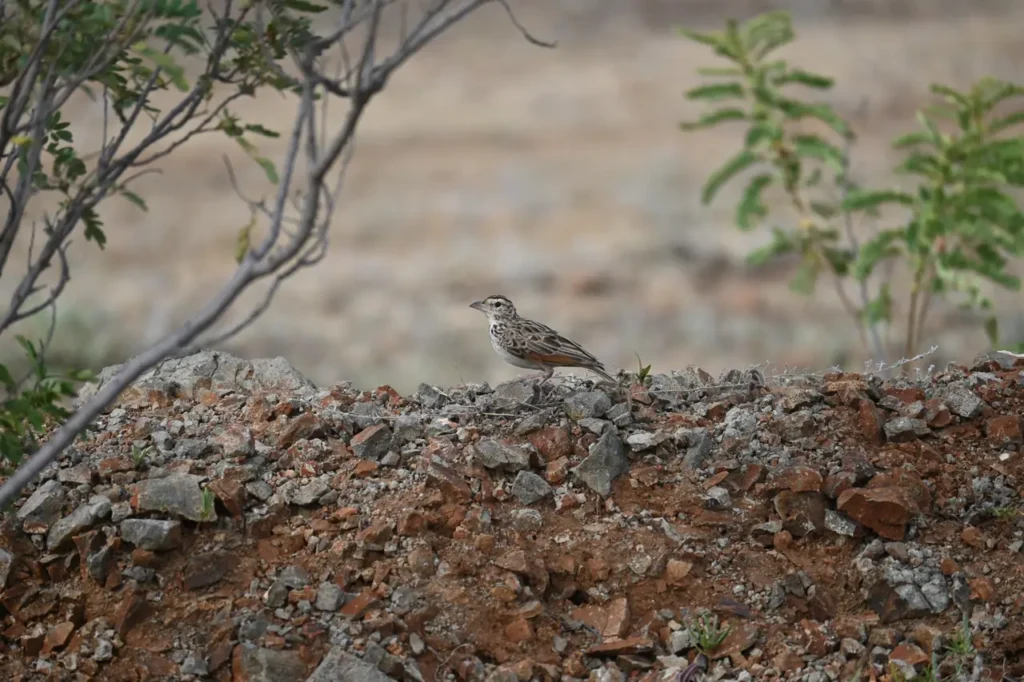 A streaked lark on a stony bank under bare branches