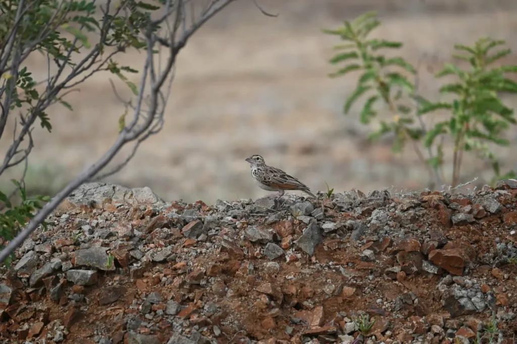 A streaked lark with rufous in its wings standing on a stony bank