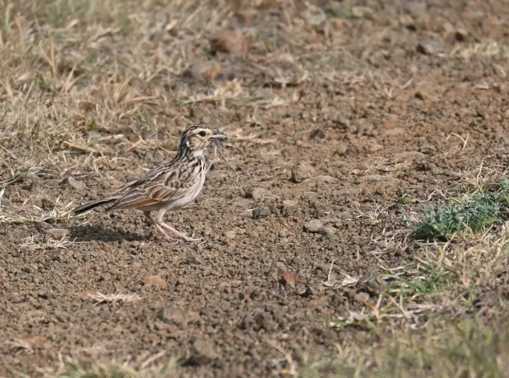 A streaked lark walking on bare ground with food in its beak
