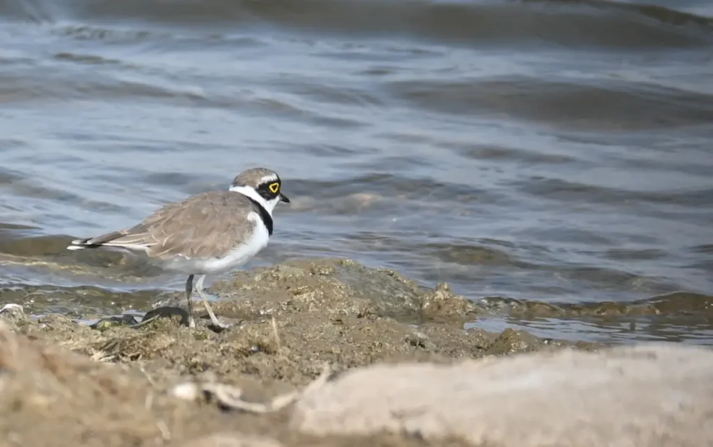 Little Ringed Plover at the water's edge, showing its yellow eye-ring