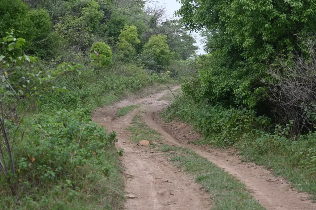 A narrow dirt track through green scrub in the morning