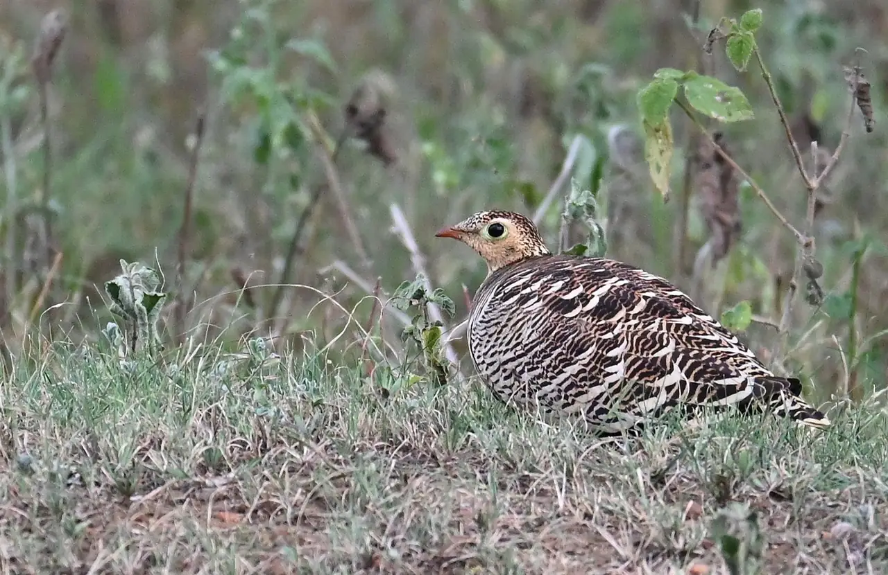 Close view of a female Painted Sandgrouse showing barred plumage, pale eye-ring and reddish bill