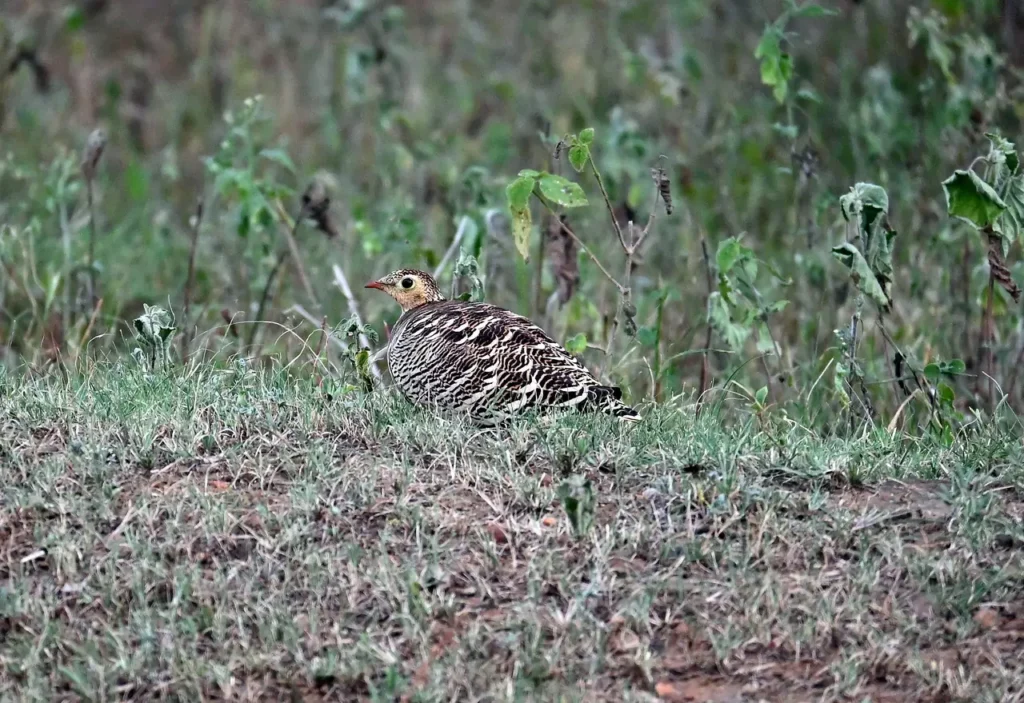 Sandgrouse partly concealed in grass at Bhigwan