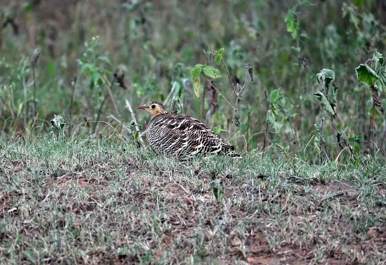 Female Painted Sandgrouse sitting in short grass, its barred plumage blending with the ground