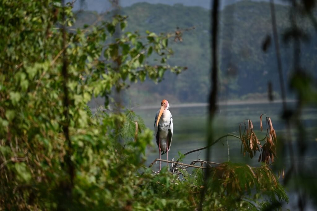 Painted Stork with its pink-tinged wings and yellow bill