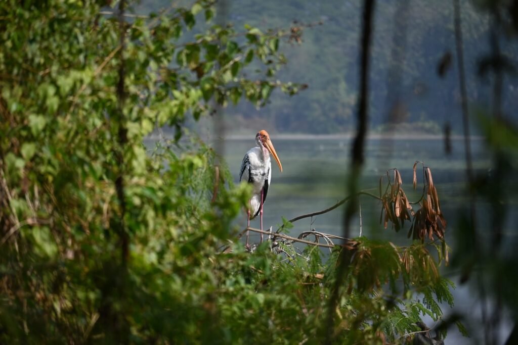 Painted Stork standing among the green bushes at the wetland edge