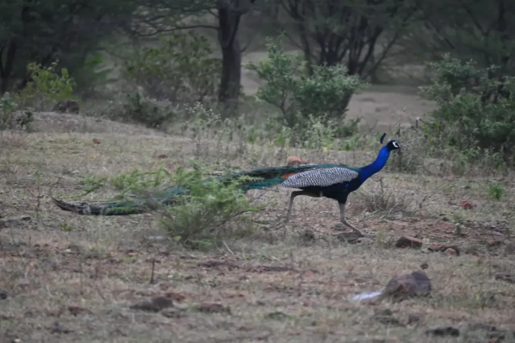 A peacock walking across open scrub with its long train behind it