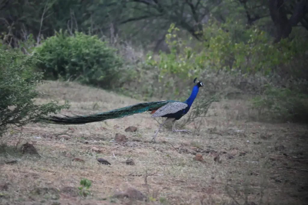 A peacock with a full train walking past green bushes