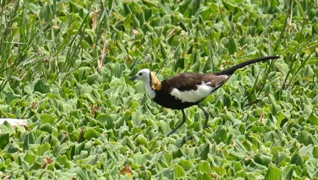 Pheasant-tailed Jacana walking across floating water plants