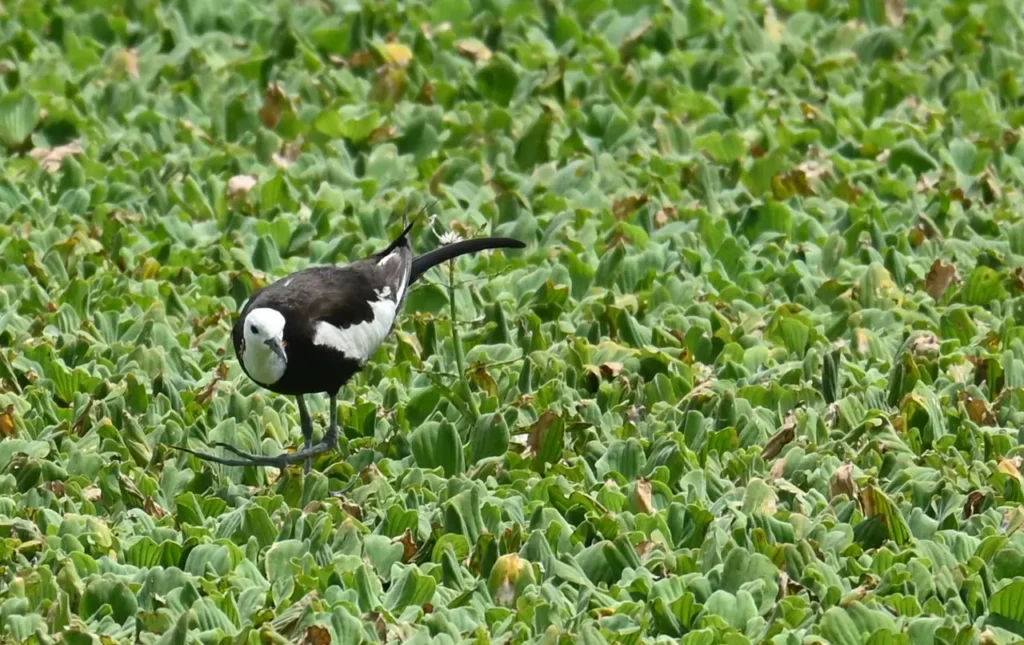 Pheasant-tailed Jacana stepping across a carpet of water lettuce