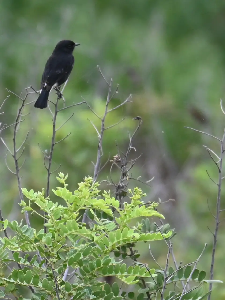 Male Pied Bushchat perched on a bare twig