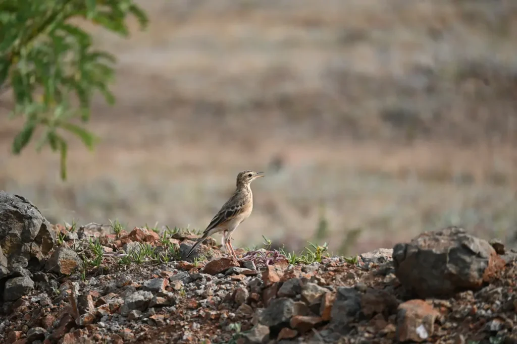 A pipit standing on stony ground in the evening light