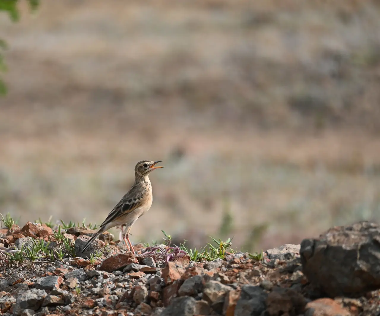 Pipit with its beak open on a stony bank near Bhigwan