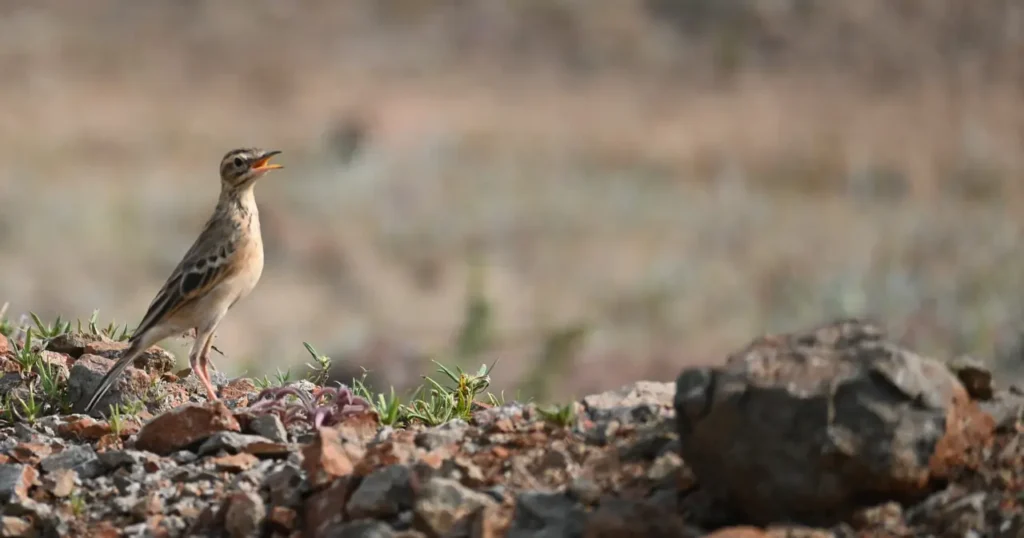 A pipit singing with its beak open, standing on stony ground