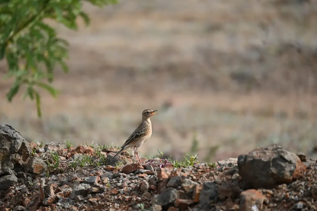 A pipit on a stony bank with a green branch overhead