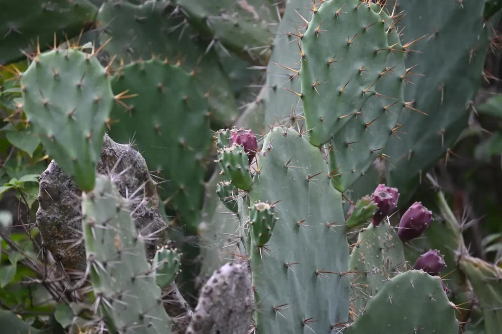 Prickly pear cactus with purple-red fruit