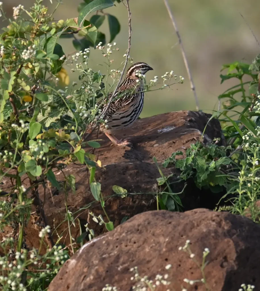 A quail with a striped head standing on a rock behind small white flowers
