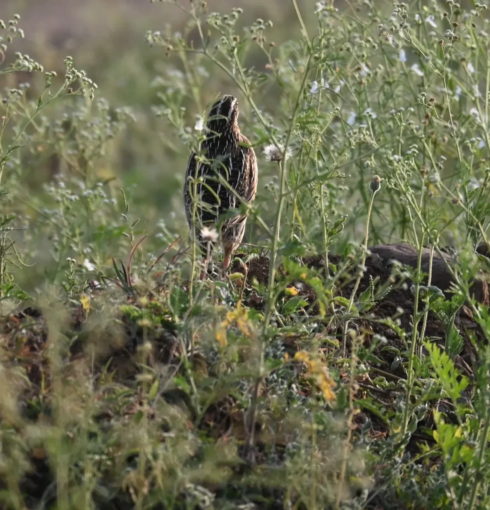 A quail standing in tall weeds, seen from behind