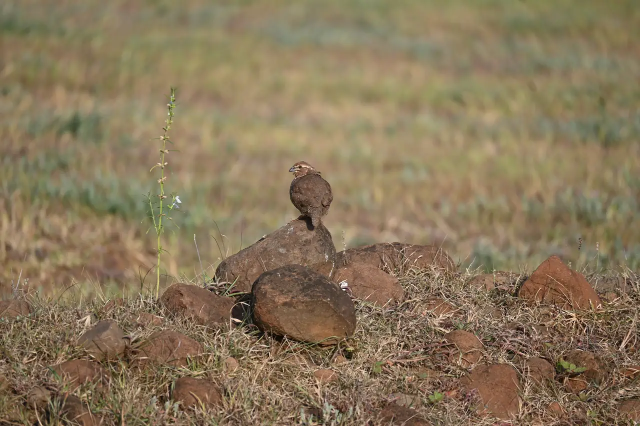 A small quail sitting on a rock in the grassland, seen from behind