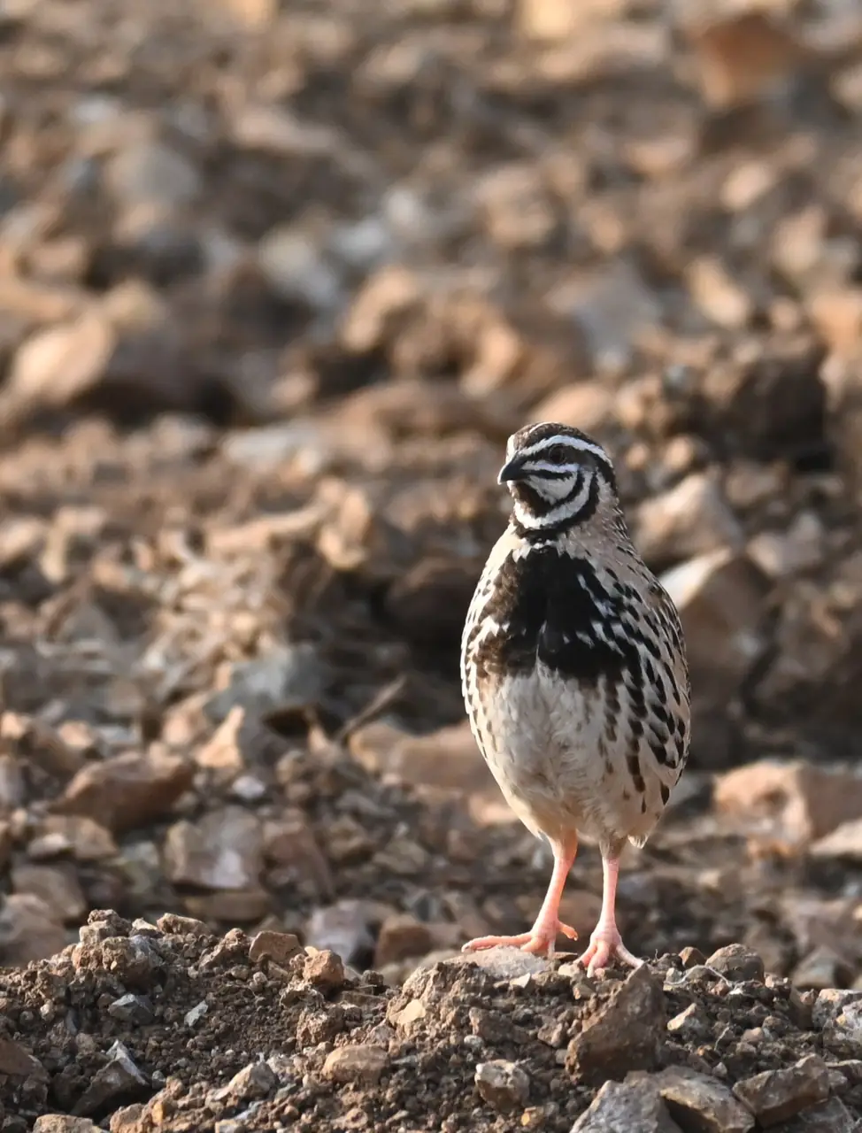 Male Rain Quail standing on gravel, showing the black chest patch and striped face