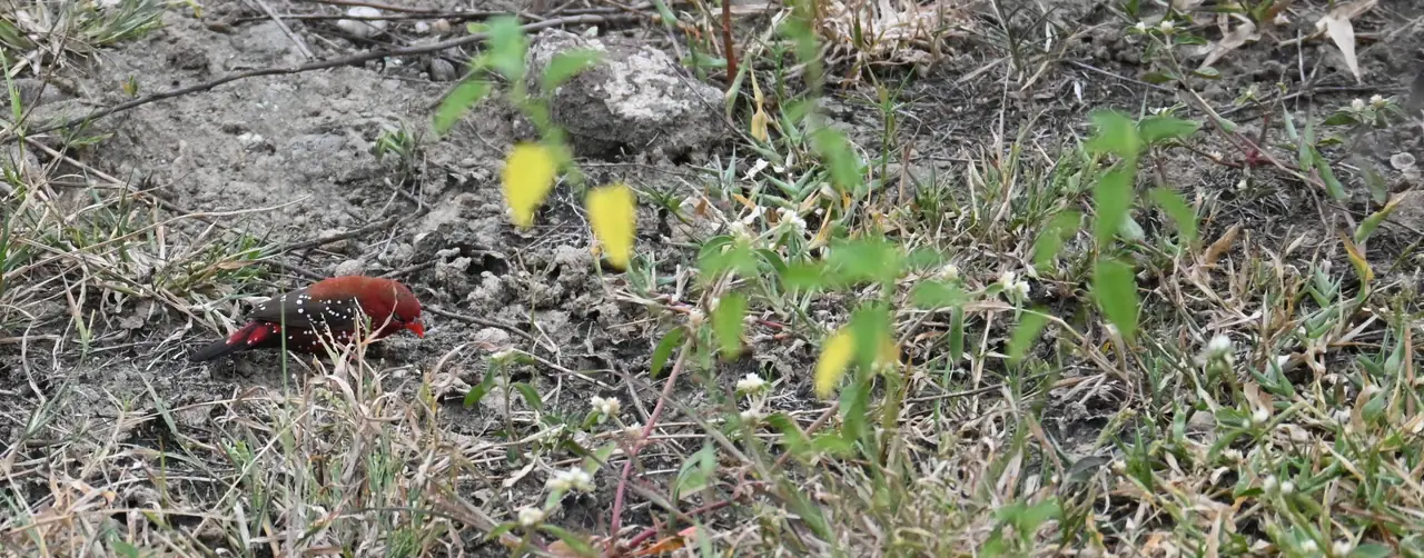 Male Red Avadavat, red with white spots, feeding on the ground