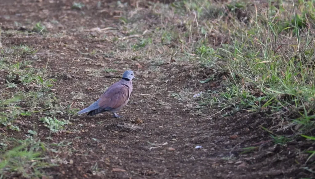 Red Collared Dove standing on a dirt track beside grass at Bhigwan